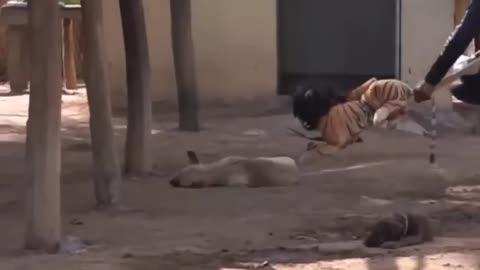 tiger prank with dog