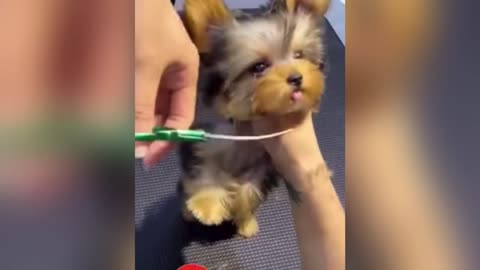 Cute cat | cutting hair of pets | pets hair | cleaning pets hair