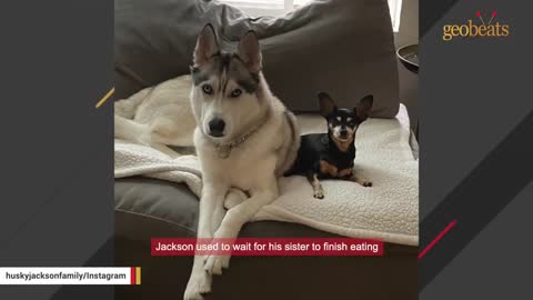 Man adopts a husky. Then he discovers his tantrum problem.