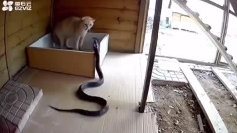 Kitty Saves Itself From Cobra Attack #shorts #shortvideo #youtubeshorts #video #virals