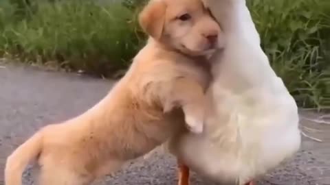 Dog And Duck Become Best Friends adorable