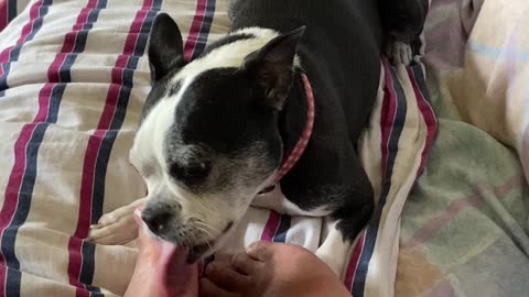 Licking doggy