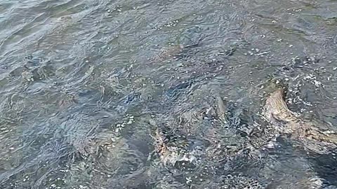 Salmon Feeding Frenzy, Roaring River Fish Hatchery