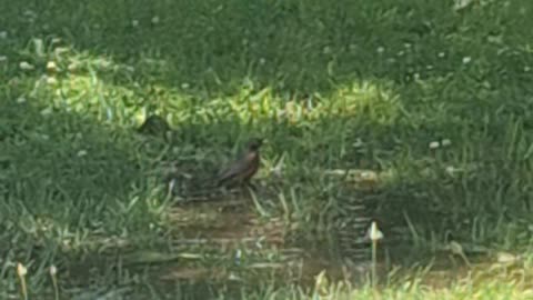 A robin taking a bath