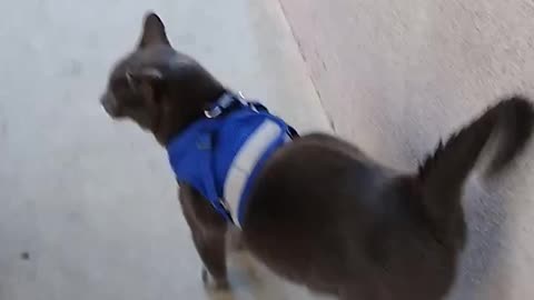 Cat Twerking