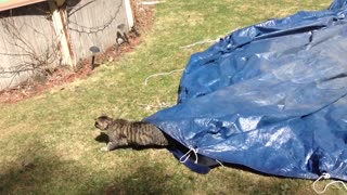 Cat narrowly escapes tarp