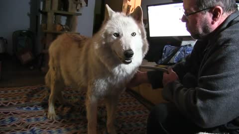 Wolfdog howls in the house.