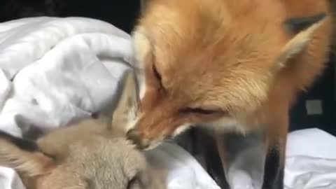 Cute foxes kiss!