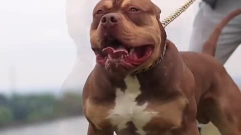 American Bully