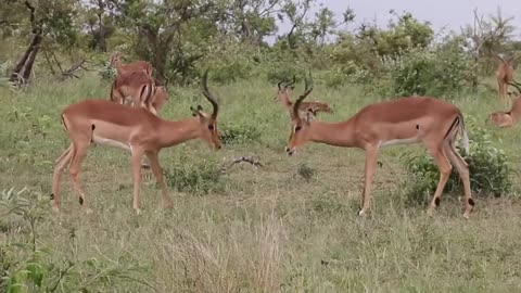Impala rams fighting in forest
