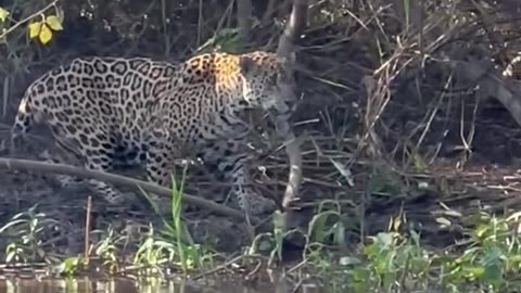 jaguar in the Pantanal on the prowl