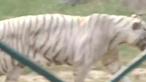 White Royal Bengal Tiger in Kolkata Zoo India