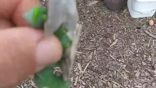 Horned tomato worm vs chickens