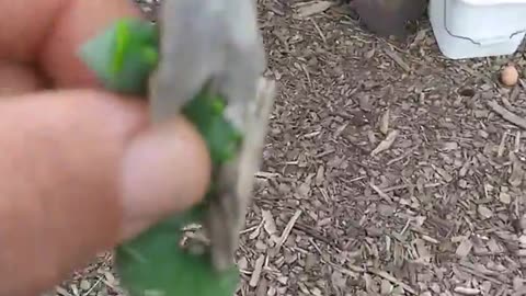 Horned tomato worm vs chickens