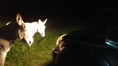 Donkeys at 1 am that got out of the fields and are walking down the side of the road headed to town