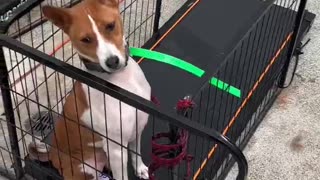 no one treadmills like Tucker #funny #viral #dog #dogs