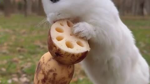 The little rabbit nibbling on a lotus root is so crunchy.
