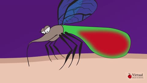 Mechanism of a Mosquito Bite