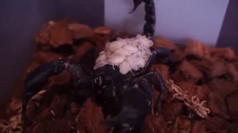 Interesting birth of Scorpio🦂 #best videos#scorpio#