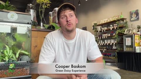 Green Daisy Review Cooper Baskom