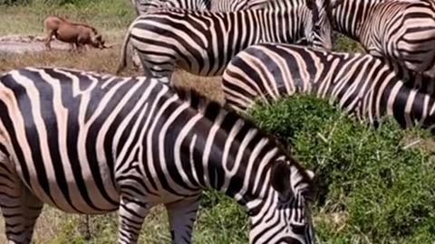 Facts About Zebra
