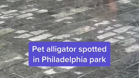 Pet alligator spotted in Philadelphia park
