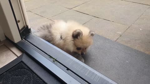 Pomeranian Puppy Gets the ZOOMIES! (FUNNY)