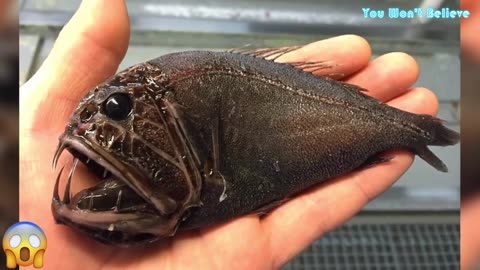 30 Strangest Sea Creatures That Will Blow Your Mind