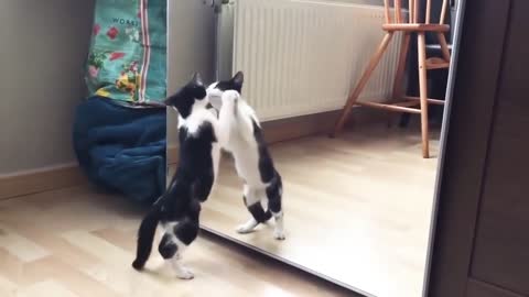 Funny Cat And mirror Video|Funny video|What's App Videos|30 Seconds Status Video