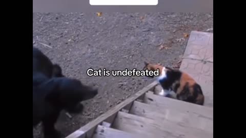 Cat vs other animals. Legendary cats😺😺🐈