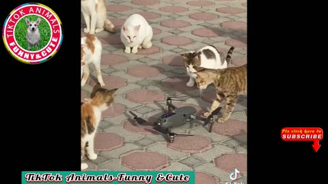 🐱 TikTok Animals-Funny and Cute -Cat Video #23|| TikTok Animals-Funny and Cute Channel.