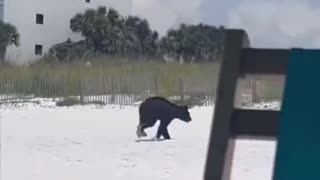 A BLACK BEAR SWIMMING ALONG SIDE THE BEACHGOERS