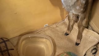 Couple Rescues Injured Fawn
