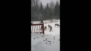 Crazy Birds After Winter Storm