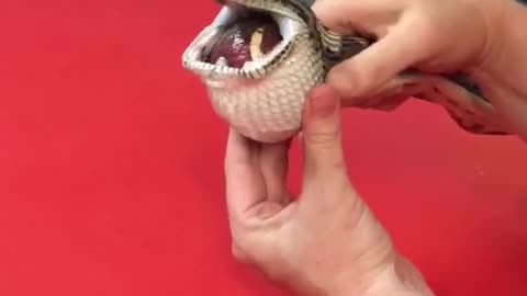 snake funny video sex