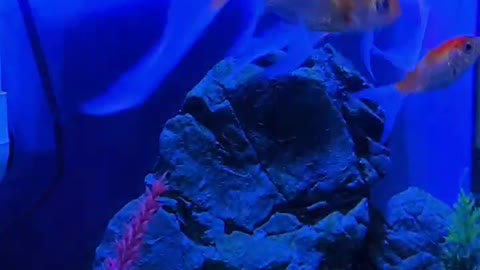 Beautiful aquarium ornamental fish