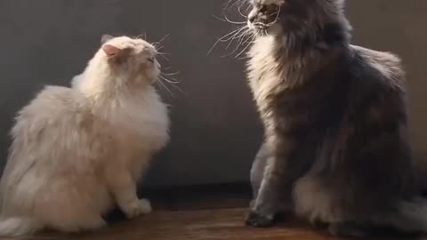 Kittens fight each