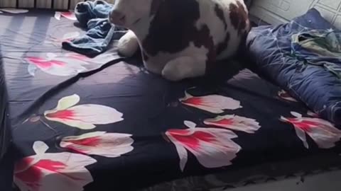 pet cow sleeping in bed
