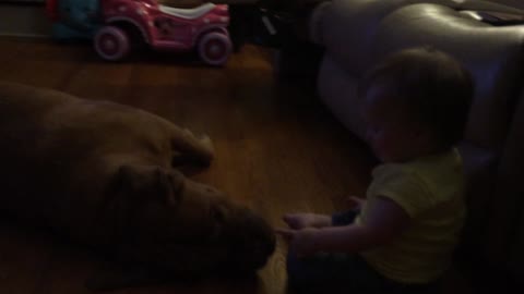 Dog licking baby results in hysterical laughter