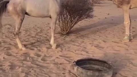 Camel VS Horse Fighting