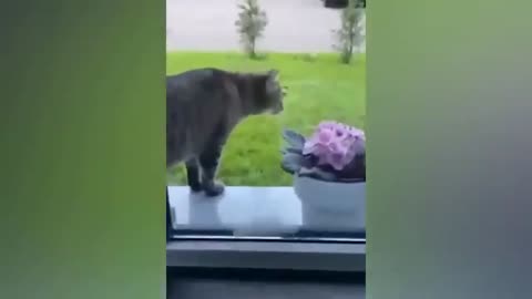 Paws and Play: Hilarious Cat
