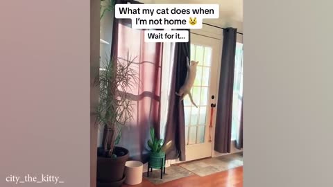 funny cat videos. funny activities