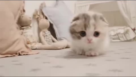 Cute cat video/cute pet /lovely animal