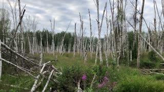 Beautiful Birch Forest Trekking in Fairbanks, Alaska in August, 2023