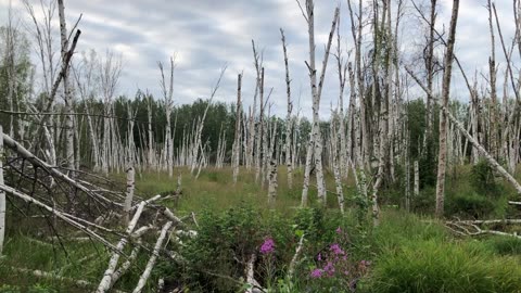 Beautiful Birch Forest Trekking in Fairbanks, Alaska in August, 2023