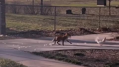 Fox attacking hen