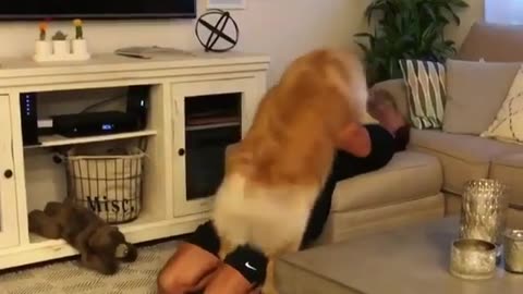 Funny animal videos|Cute animal videos |Funny dog&cat videos|Hilarious pet videos|Funny video