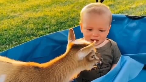Baby goat screaming//cute