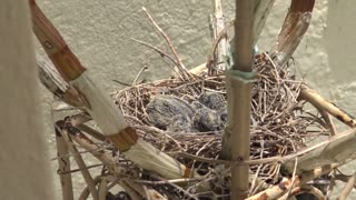 Active Baby Birds in the nest