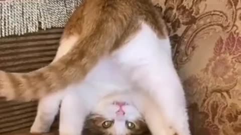 Cat, are you practicing yoga 😂😁😁😁